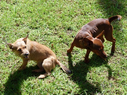 Deux specimens Royal Bourbon