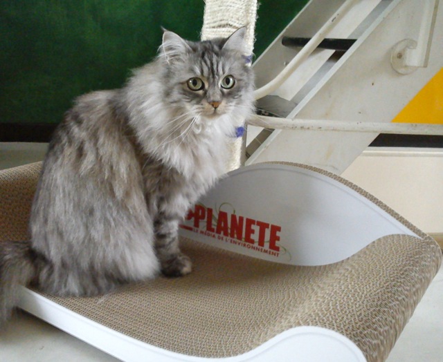 Chat parisien de Yolaine