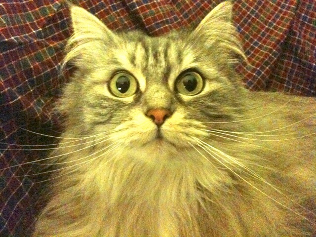 chat de Yolaine de la Bigne