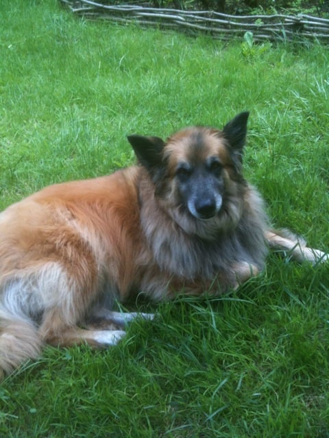 chien de yolaine en Bretagne