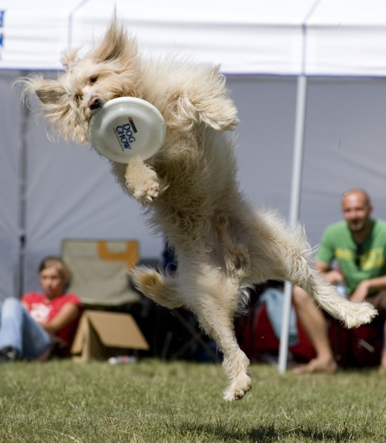 Dog-show