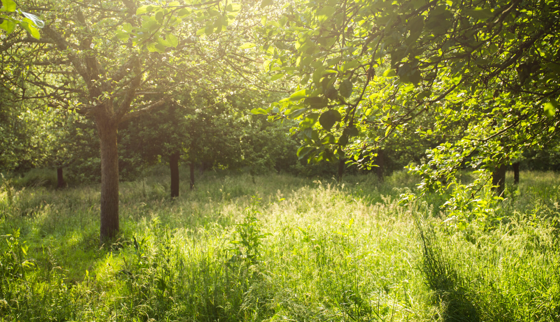 Pommiers - Crédit Thierry Mesnard 