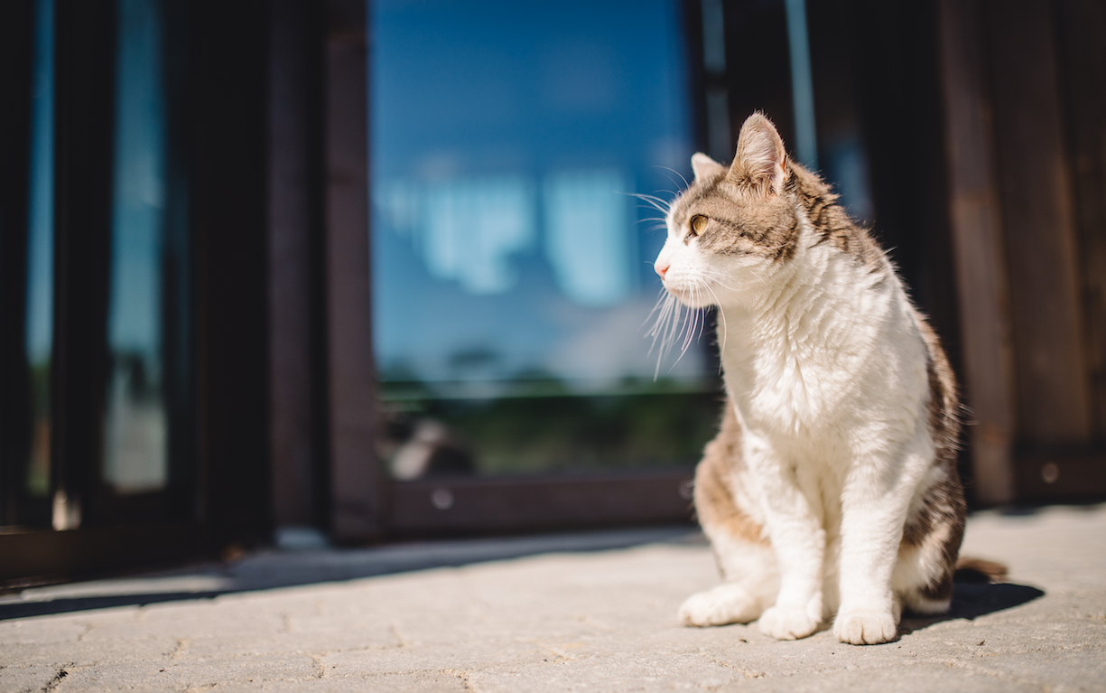Le chat Corbi, l'âme de la Pierre Blanche...